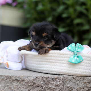 Smokey - Available 7/16