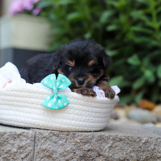 Smokey - Available 7/16