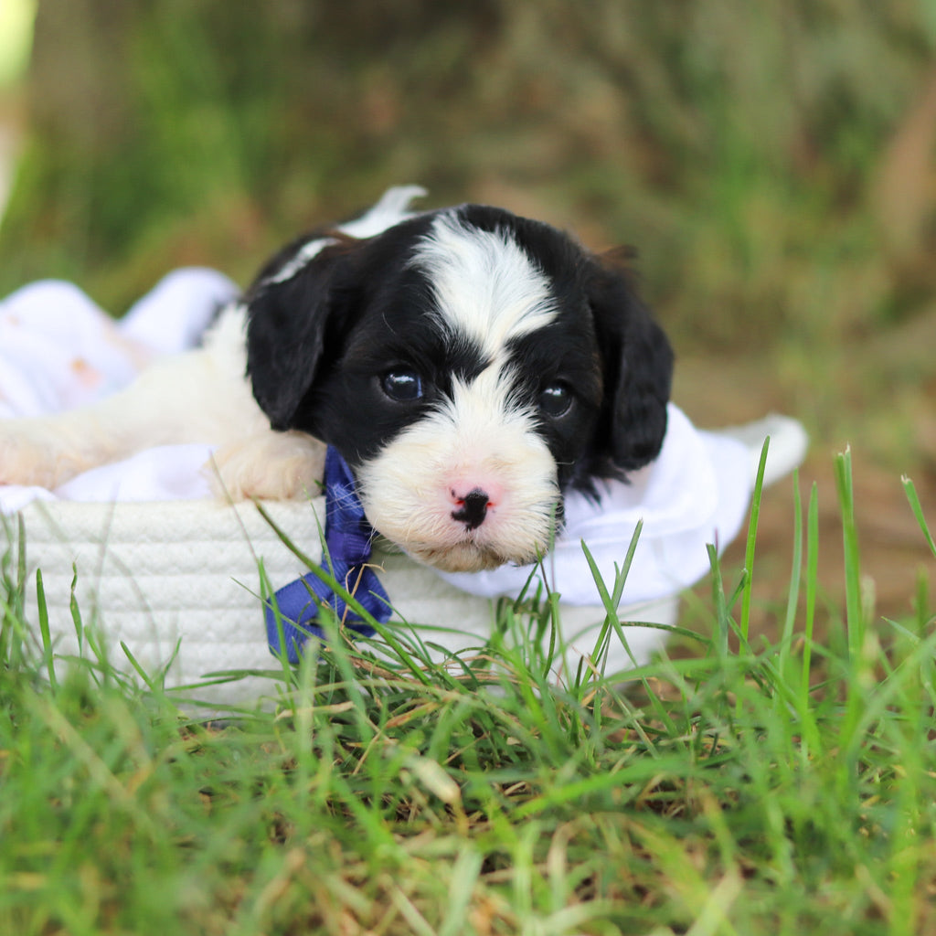 Gustav - Available 8/6