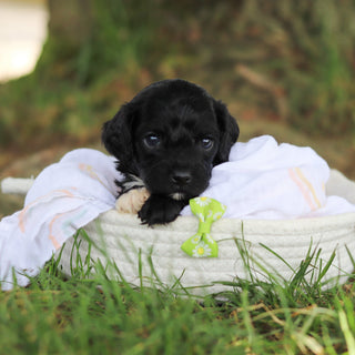 Gilbert - Available 8/6
