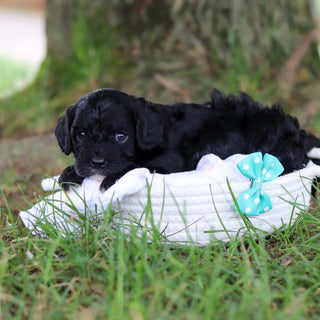 Griffin - Available 8/6