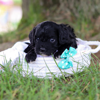 Griffin - Available 8/6
