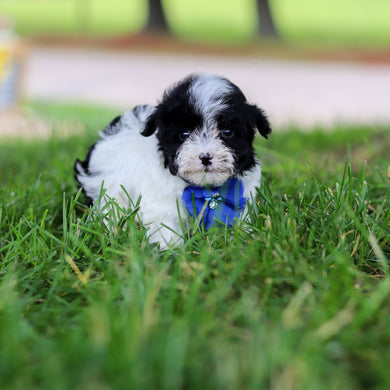 Jetson - Available 6/18