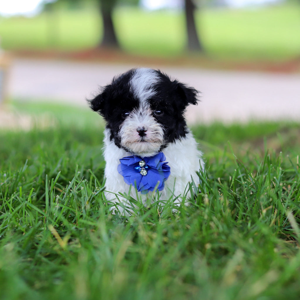 Jetson - Available 6/18