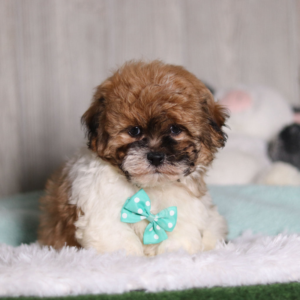 Caden - Available 2/4