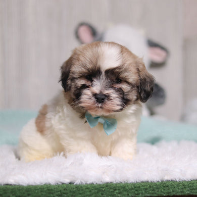 Tristen - Available 1/28