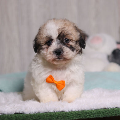 Carl - Available 1/28