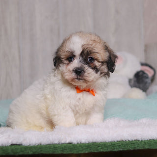 Carl - Available 2/4