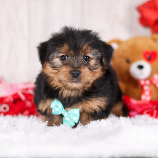 Radar - Available 2/11