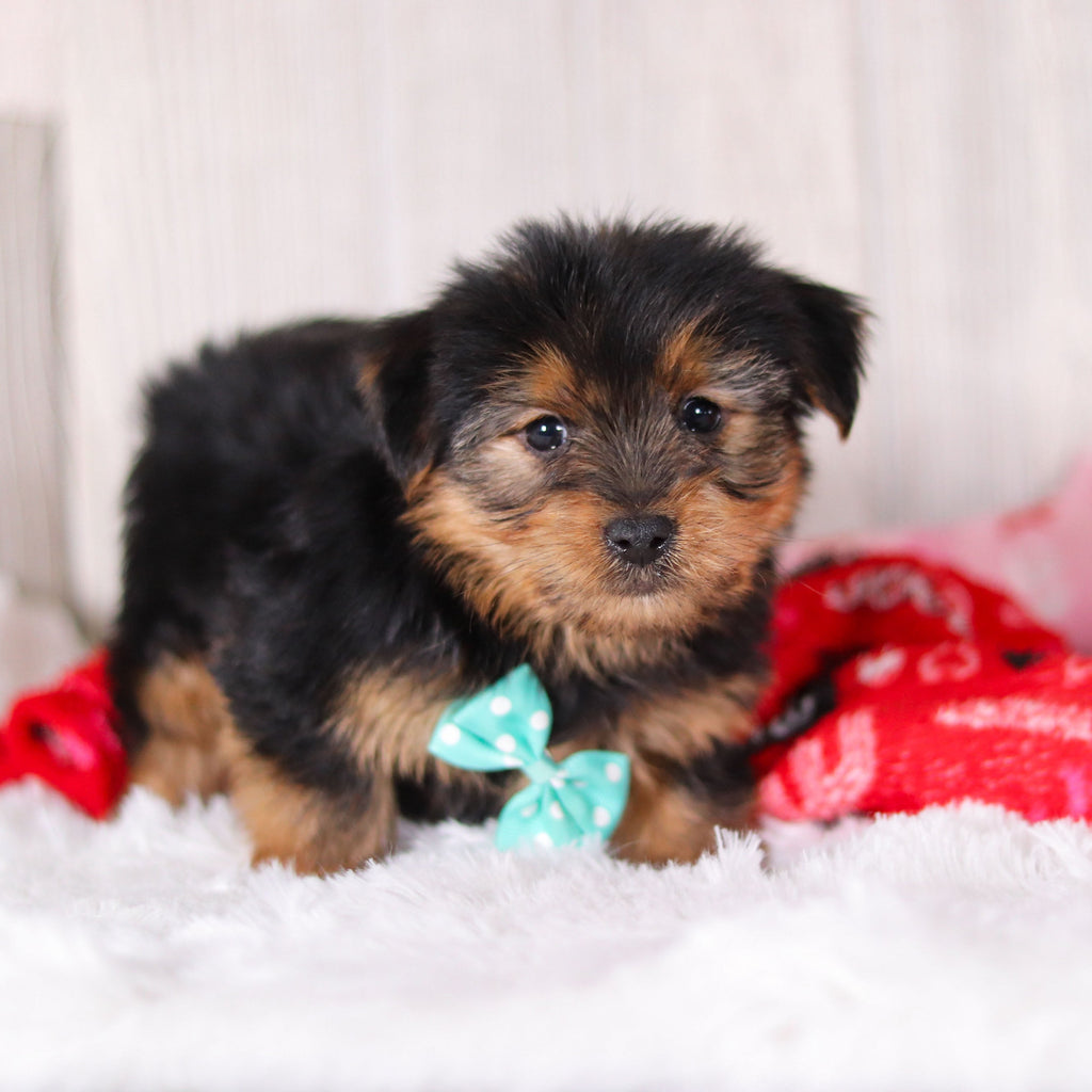 Radar - Available 2/11