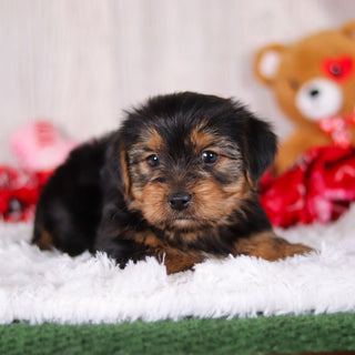 Jolt - Available 2/11