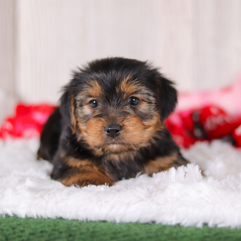 Jolt - Available 2/11