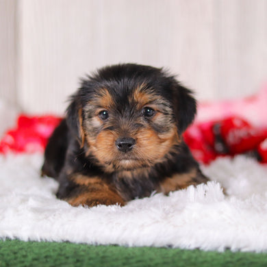 Jolt - Available 2/11