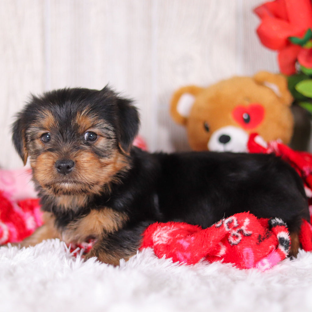 Jolt - Available 2/11