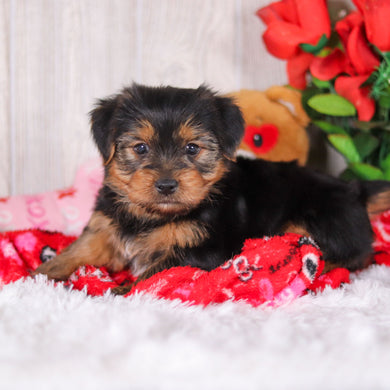 Jolt - Available Now