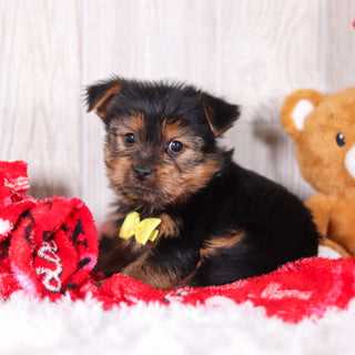 Timmy - Available 2/11