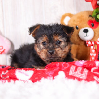 Timmy - Available 2/11