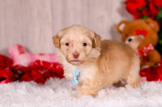 Jax - Available 2/11