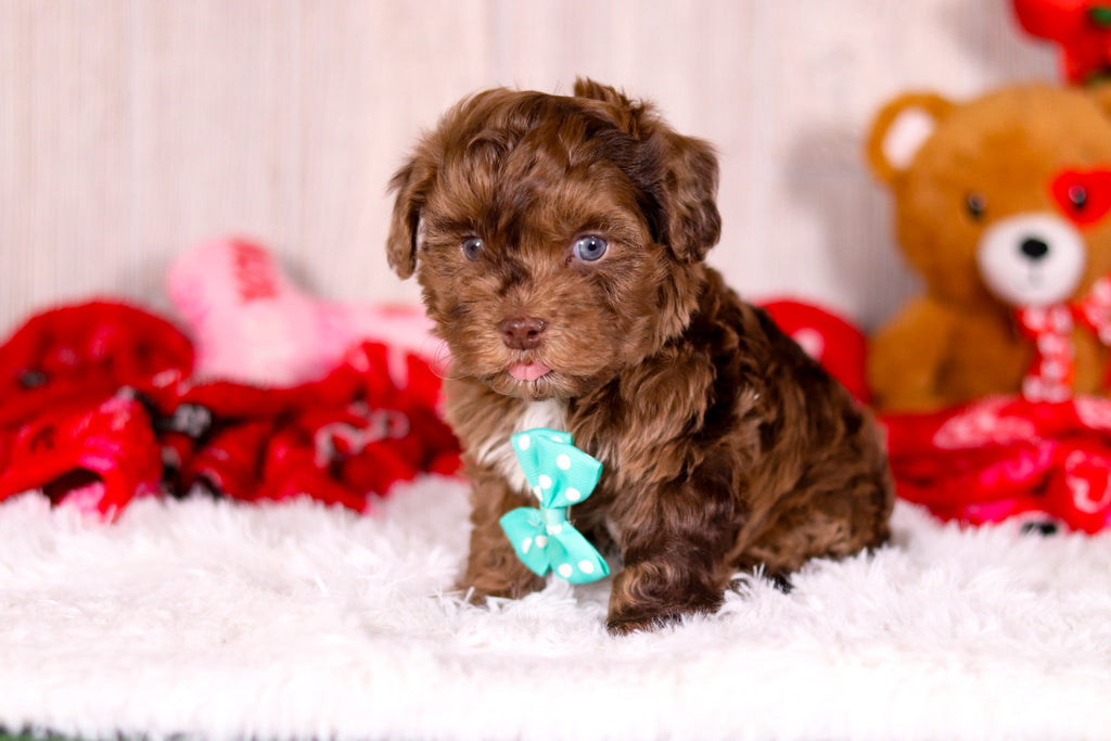 Kip - Available 2/11