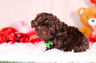 Tulsa - Available 2/11