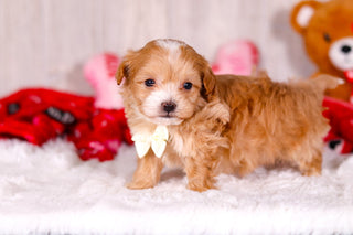 Smokey - Available 2/11