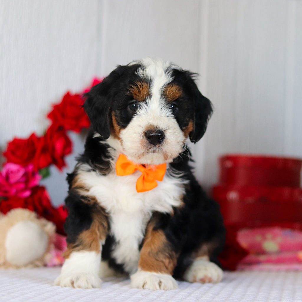 Norbert - Available 2/26