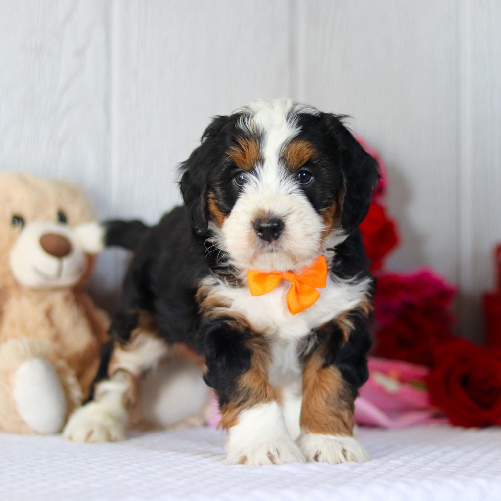 Norbert - Available 2/26