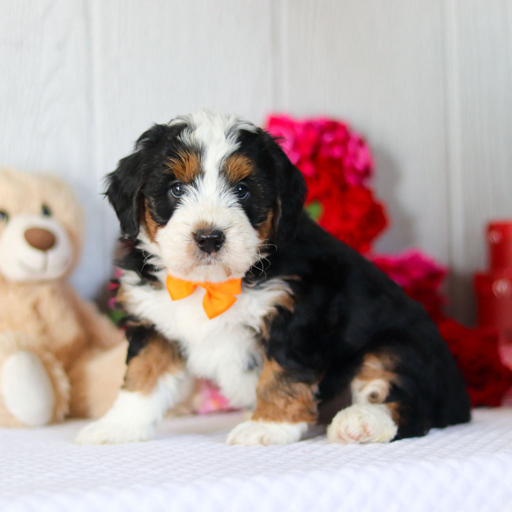 Norbert - Available 2/26