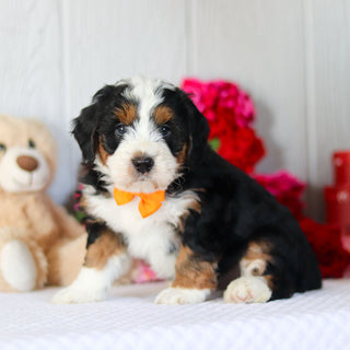 Norbert - Available 2/26