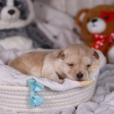 Peanut - Available 3/19