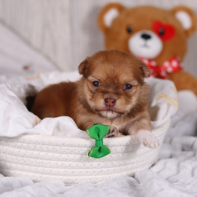 Hank - Available 3/19