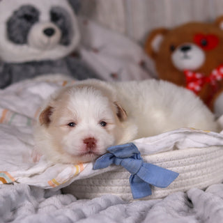 Marcello - Available Now