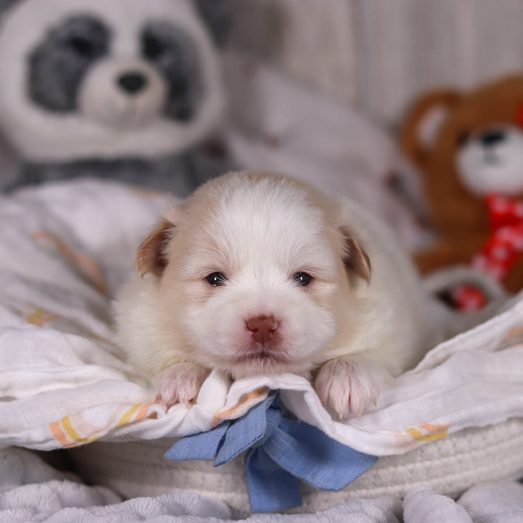 Marcello - Available Now