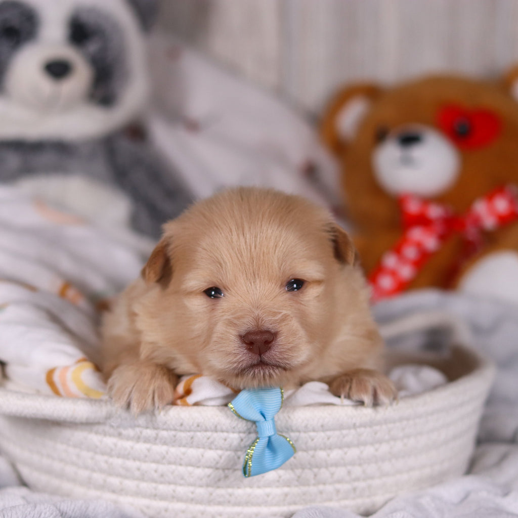 Maurice - Available Now