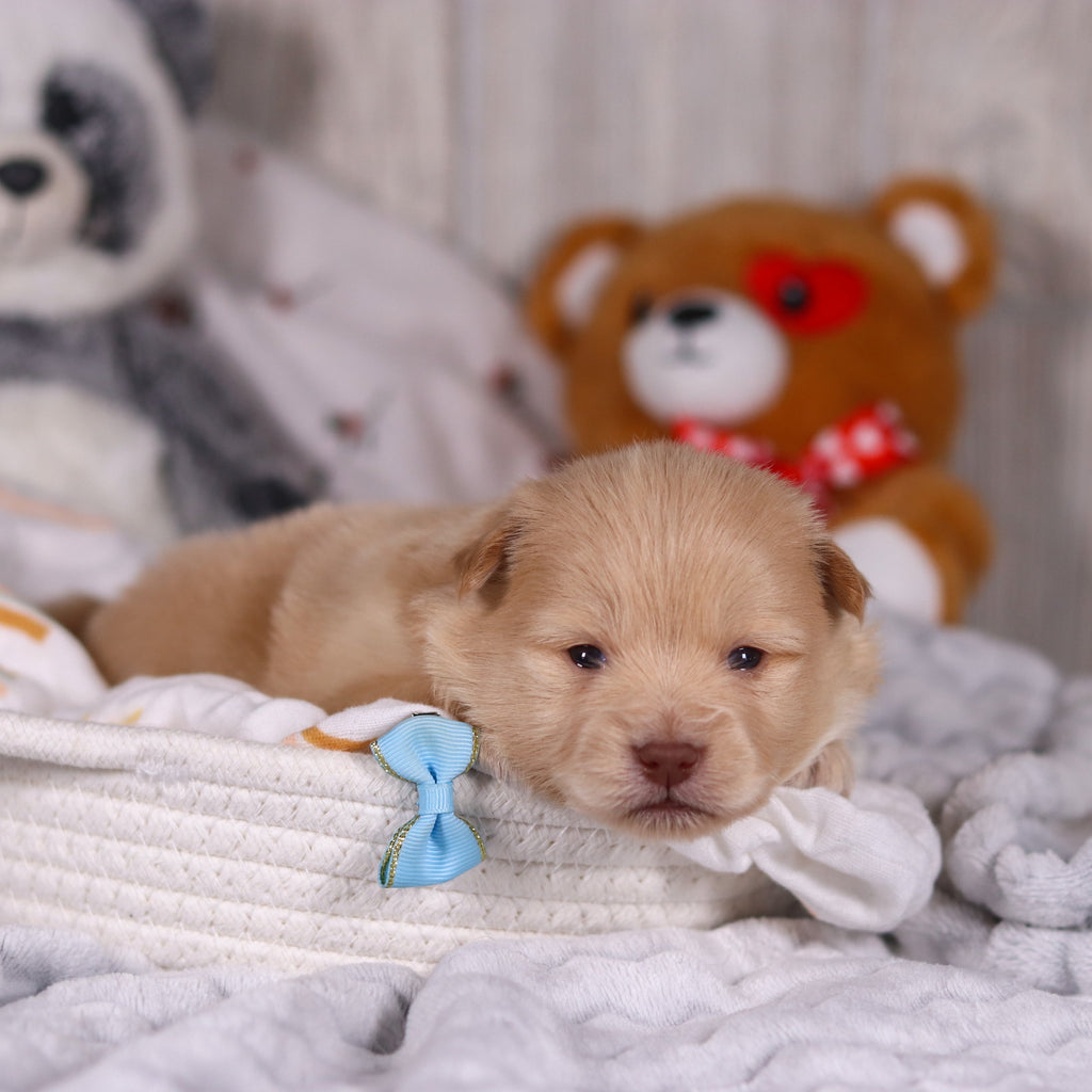 Maurice - Available Now