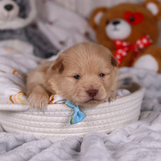 Maurice - Available Now