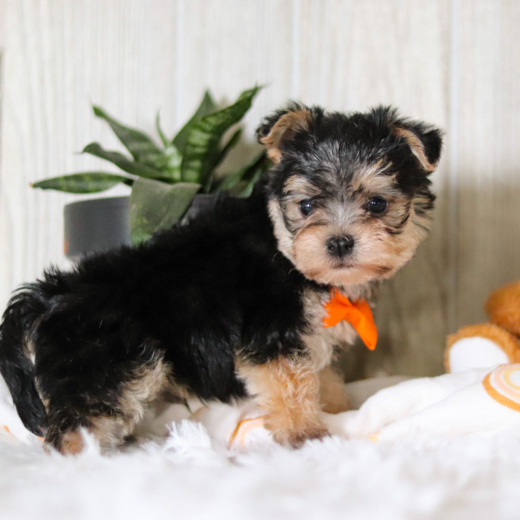 Phoenix - Available 3/26