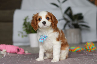 Fred - Available Now