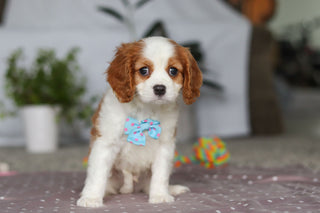 Fred - Available Now