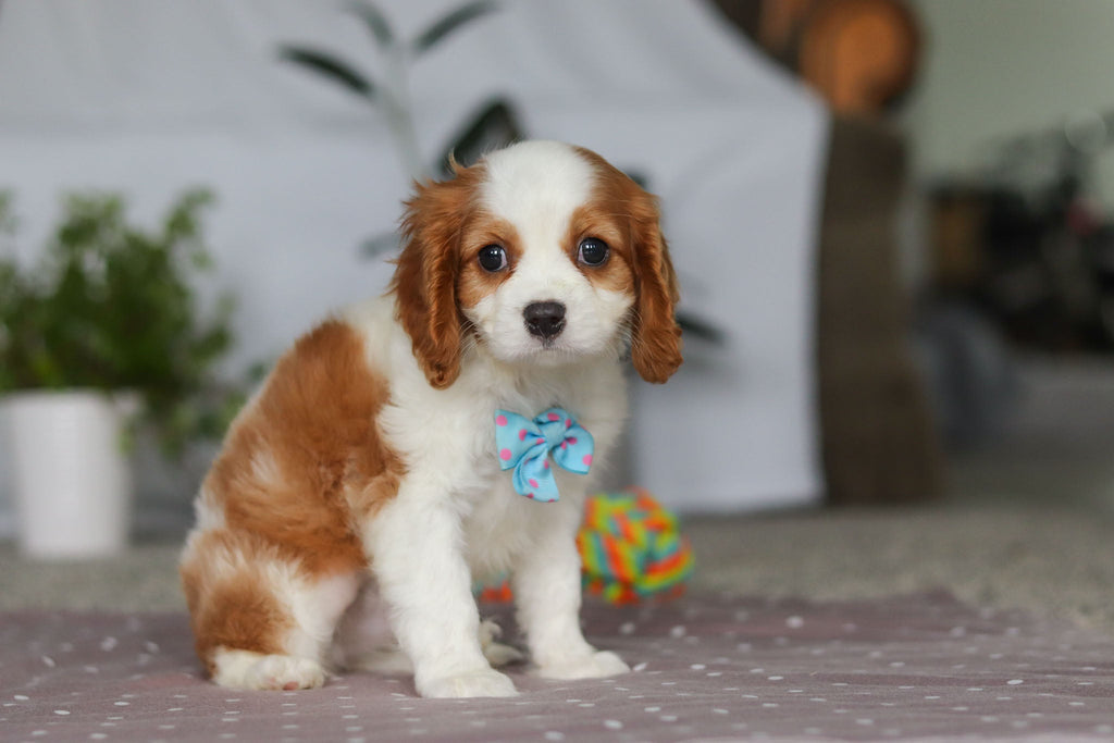 Fred - Available Now