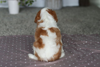 Fred - Available Now