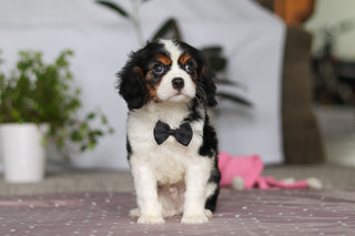 Frank - Available Now