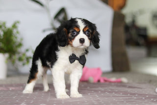 Frank - Available Now