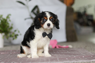 Frank - Available Now