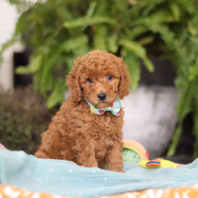 Elijah - Available Now