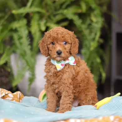 Elijah - Available Now