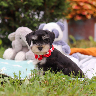 Montgomery - Available 8/20
