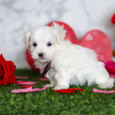 Jimmy - Available Now