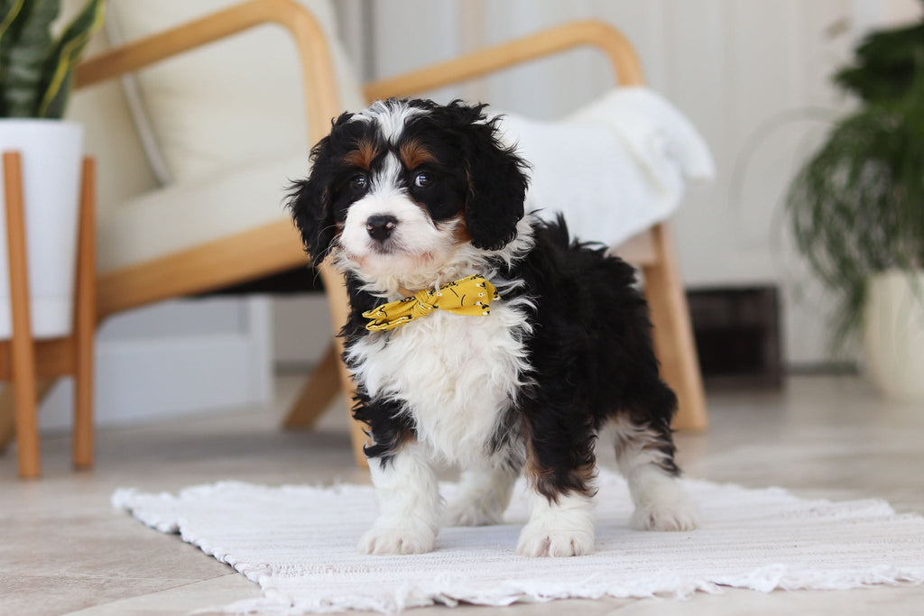 Atlas - Available Now