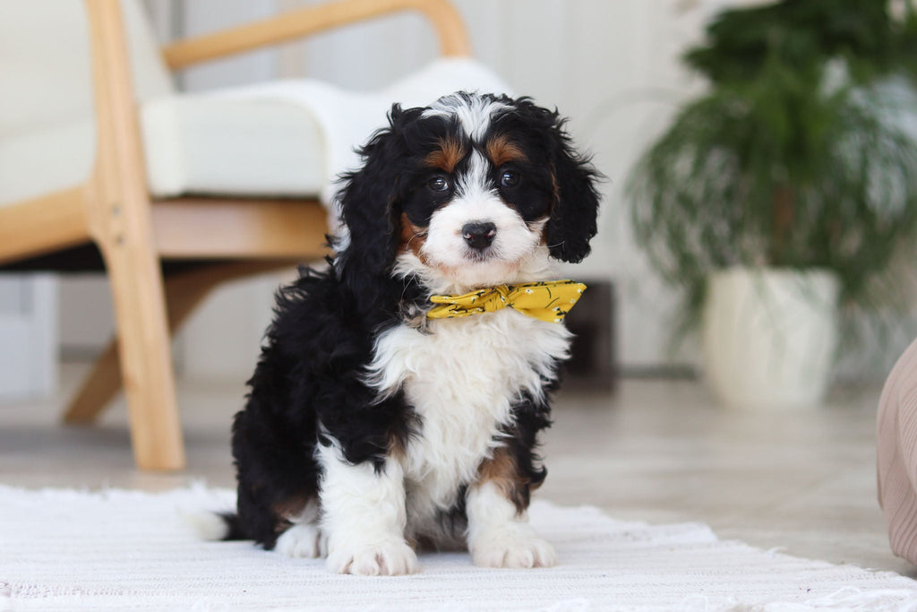 Atlas - Available Now